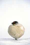 Тундряная куропатка фото (Lagopus mutus) - изображение №776 onbird.ru.<br>Источник: www.wildnatureimages.com